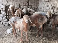 Ram, Arashan sheep — photo 7