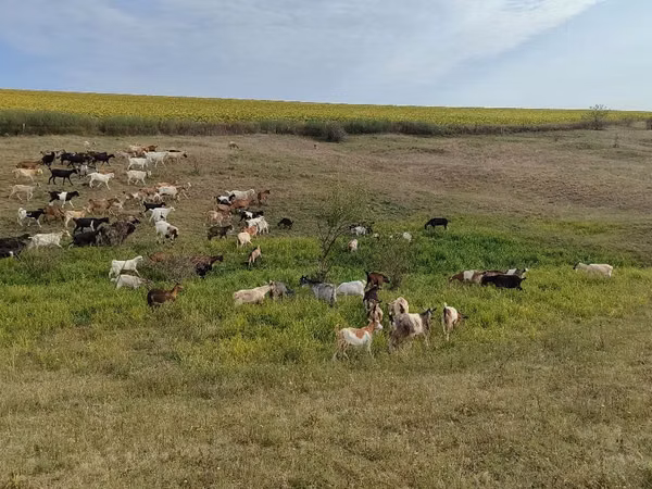 Goat, Goats