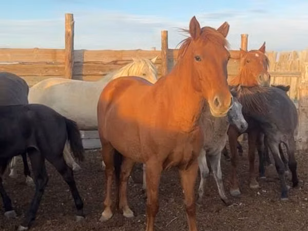 فرس, Horse breed