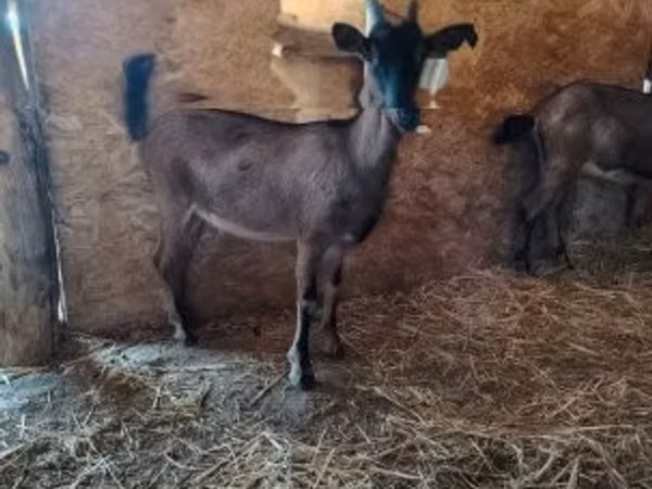 Goat, Alpine goat — Hungary