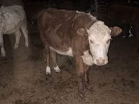 Bull, Kazakh White-headed cow — photo 3