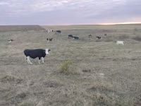 Cow, Holstein breed — photo 1