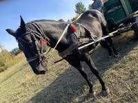 Hing, Lovak — 5. fotó