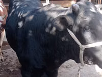 Bull, Cattle — photo 3