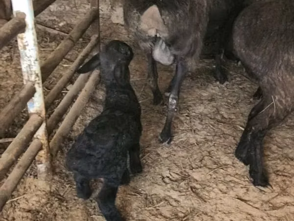Schapen (partij, geslacht niet gespecificeerd), Schapen