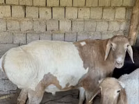 قوچ, گوسفند — عکس 1
