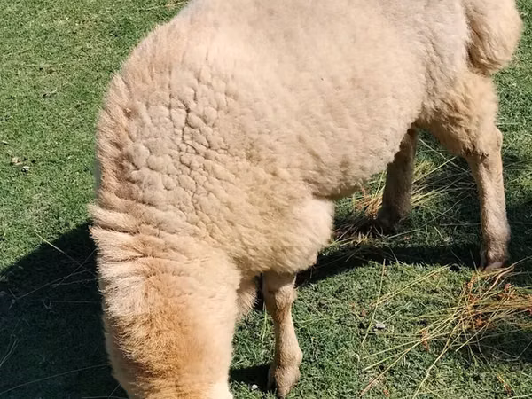 Ram, Sheep — Azerbaijan