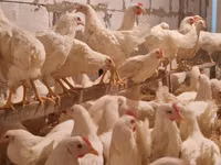 Chickens — foto 1