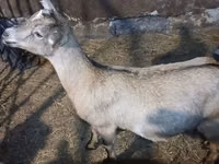 Capra, Nubian Goat — foto 5