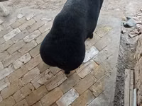 Baran, Rhon sheep — zdjęcie 6