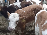 Cattle (batch, sex not specified), Hereford — photo 6