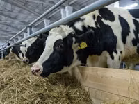 Cow, Holstein breed — photo 5