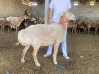 میش, گوسفند — عکس 2