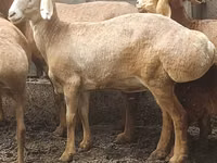 Sheep, Arashan sheep — photo 1