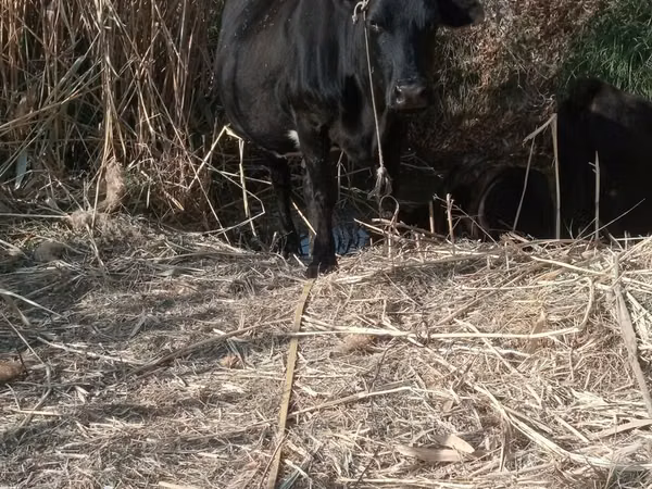 Vacă, Bovine