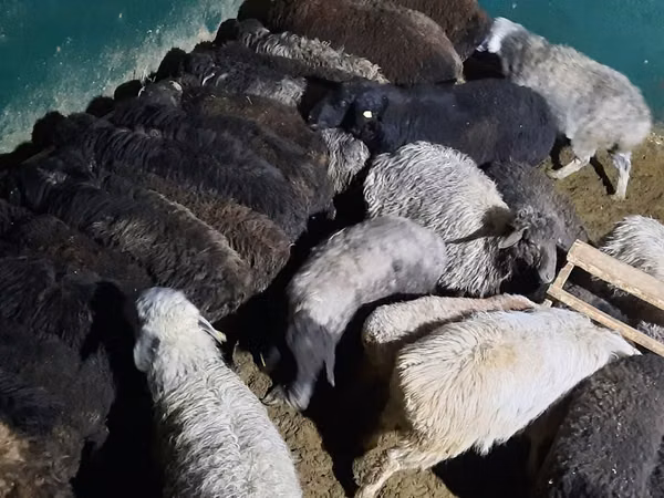 Ram, Sheep