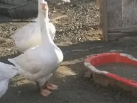 Geese — foto 2