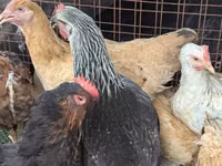 Turkeys — Foto 8