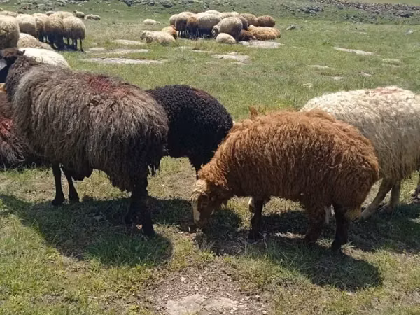 Ram, Sheep — Armenia
