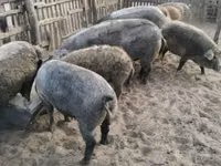 Sow — photo 2