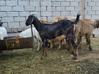 Cabra, Cabras — foto 3