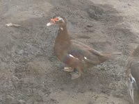 Ducks — عکس 3