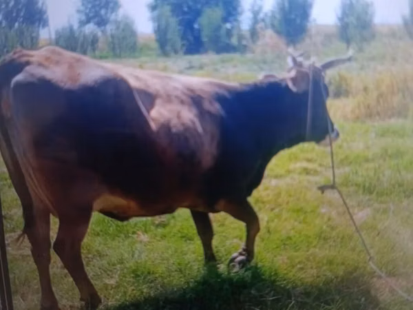 Cow, Cattle — Kyrgyzstan
