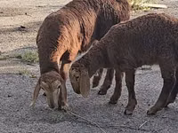 Ovan, Arashan sheep — fotografija 3