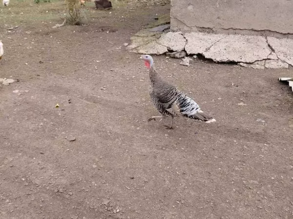 Turkeys — ارمنستان