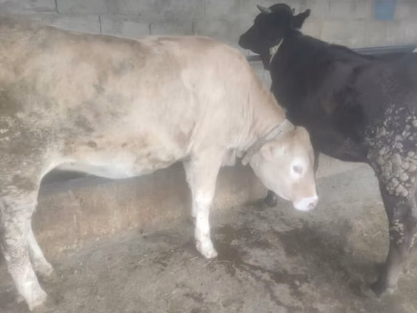 Bull, Swiss cattle — Kyrgyzstan