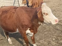 Krowa, Latvian Blue cattle — zdjęcie 1