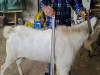 公山羊, Nubian Goat — 照片 3