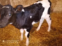 Cow, Russian Black pied cattle — photo 8