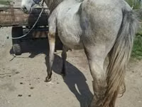 Horse (M), Hungarian horse breed — photo 3
