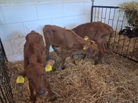公牛, Cattle — 照片 8