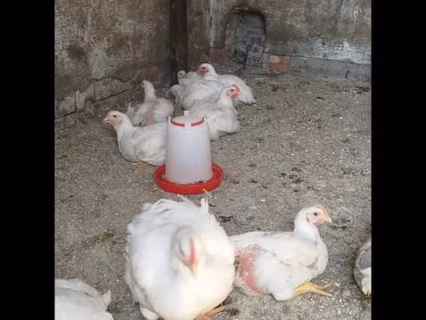 Chickens — 吉尔吉斯斯坦