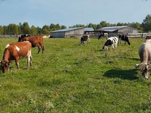 Cow, Jersey breed — Russia