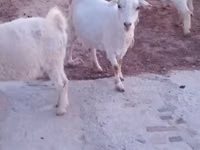 Goat, Saanen goat — photo 4