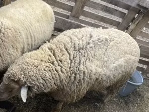 Ram, Merino sheep