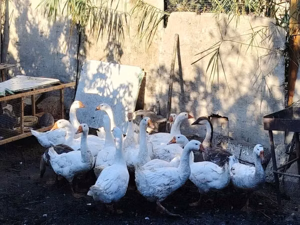 Geese — Azerbaijan