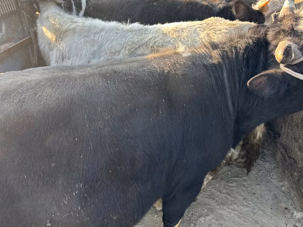 Vache, Bovins — Moldavie