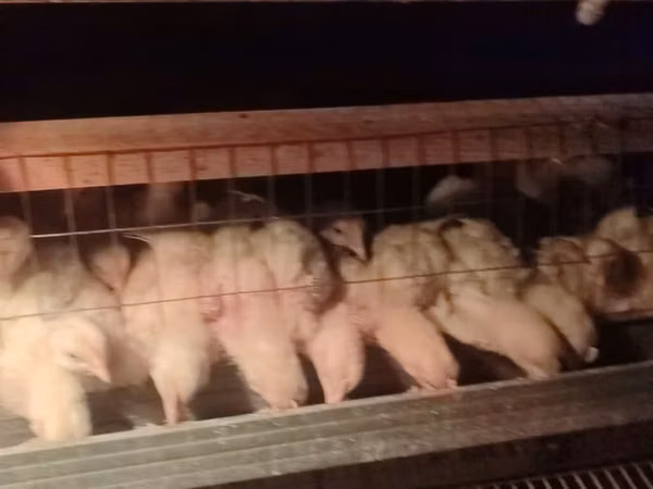 Chickens — Kirgizistan