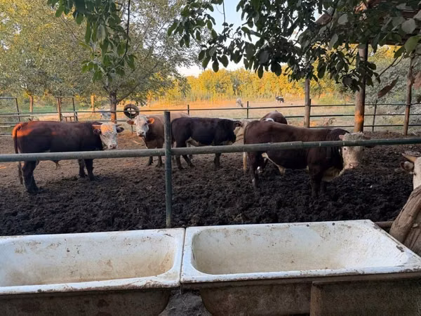 Cattle (batch, sex not specified), Simmental cattle — Uzbekistan