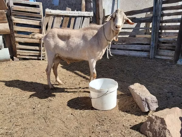 بز نر, Saanen goat — قزاقستان