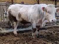 Bull, Charolais cattle — photo 1