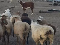 Kambing jantan, Edilbay sheep — foto 3