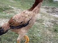 Chickens — عکس 1
