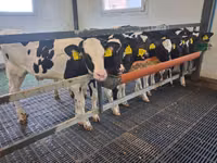 Bulle, Russian Black pied cattle — Foto 6