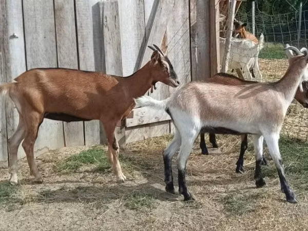 Goat, Goats — Hungary