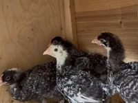 Chickens — photo 2